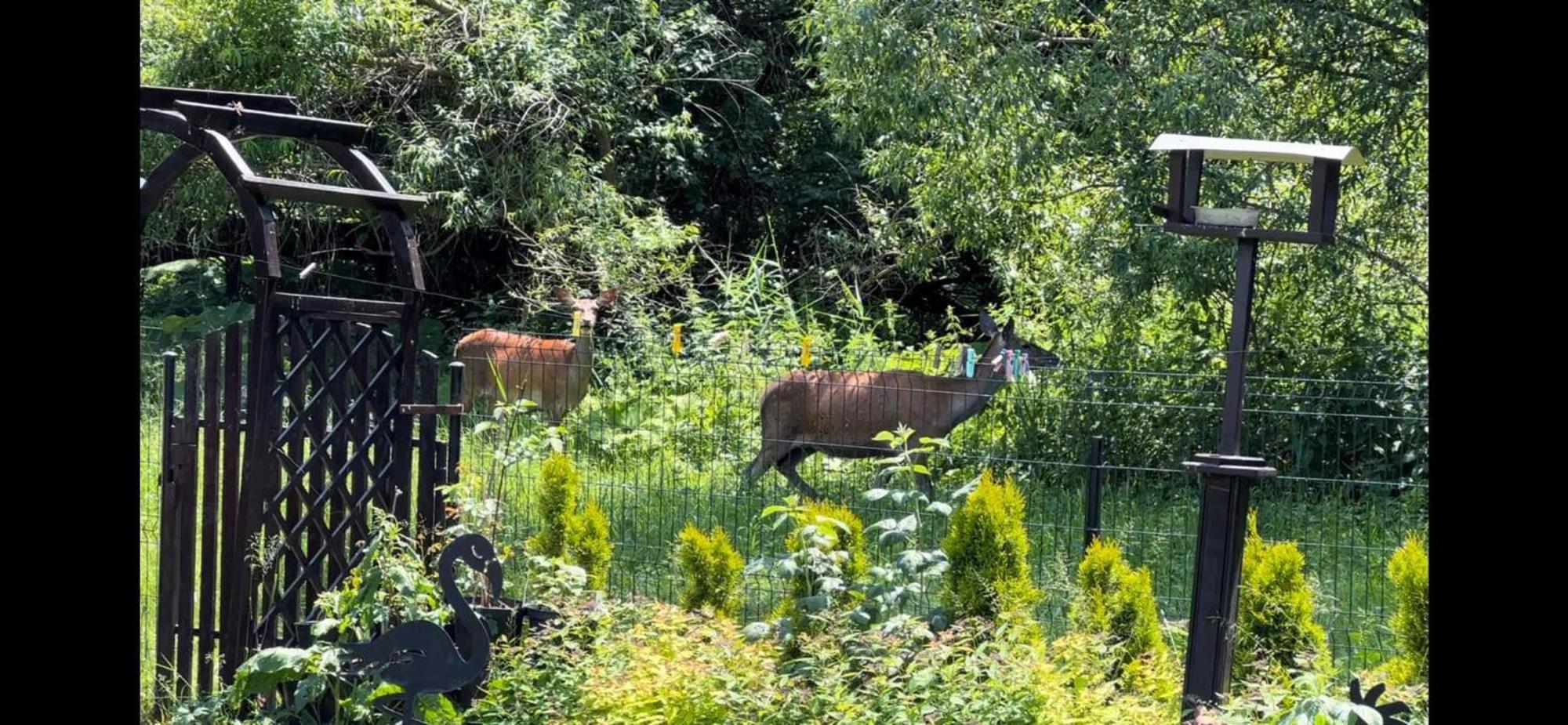 Privat Forest Liptovský Mikuláš Eksteriør bilde
